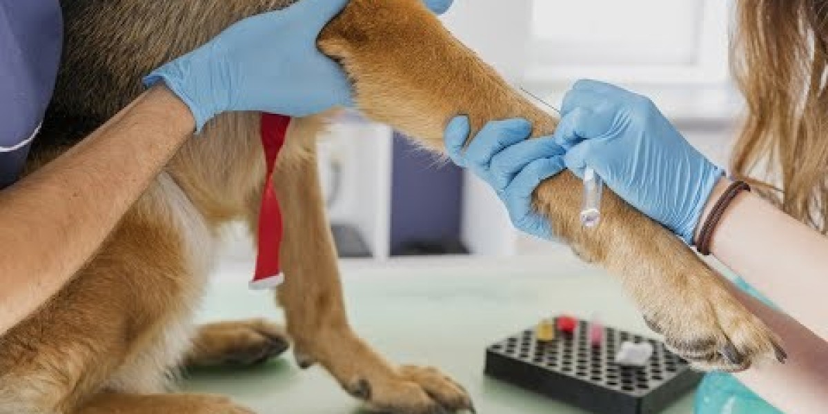 Descubra Quais Especialidades em Medicina Veterinária Podem Garantir o Maior Salário!