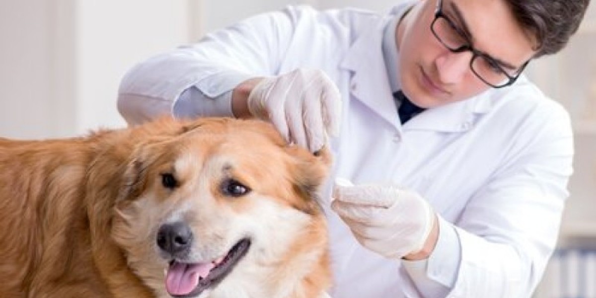 O Que Você Precisa Saber Sobre o Preço do Raio X Veterinário para Seu Pet